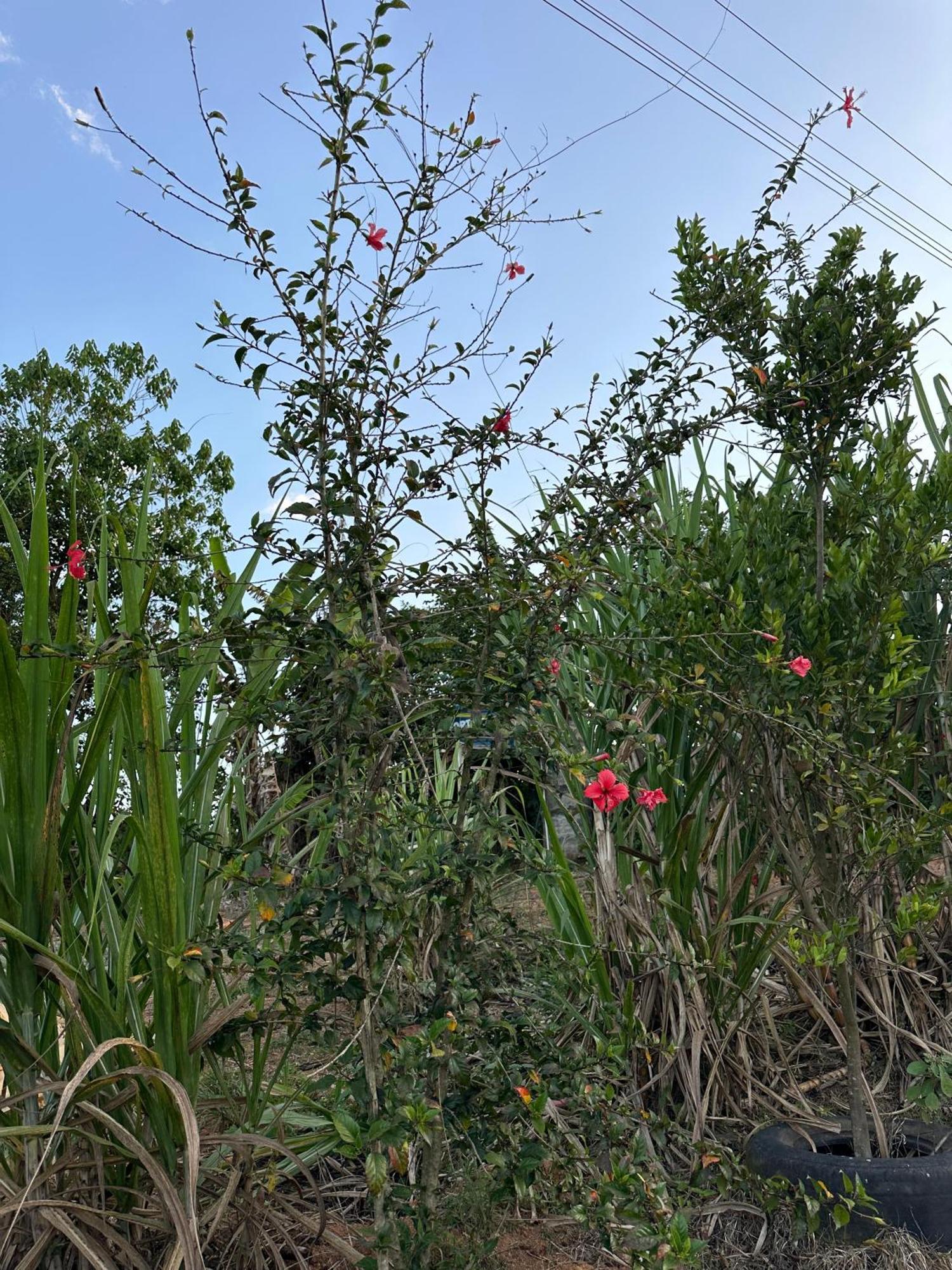 Chales Reliquias Da Canastra L São Roque de Minas מראה חיצוני תמונה